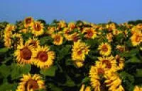 Насіння соняшника Ясон