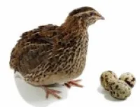 Инкубационные перепелиные яйца (Эстонские перепела г.Ровно)