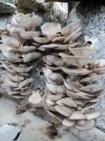 Мицелий грибов Вешенка. Штамм К-17. Высокоурожайный