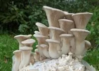 Мицелий грибов Королевская вешенка