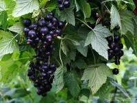 Саджанці смородини Перун