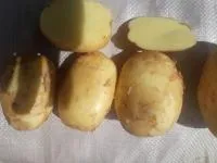 Картофель урожай 2022