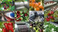 Машины для переработки овощей и фруктов