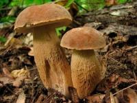 Міцелій Білого гриба сітчастого